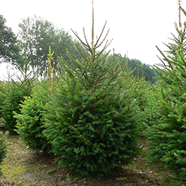 Picea abies kerstboom