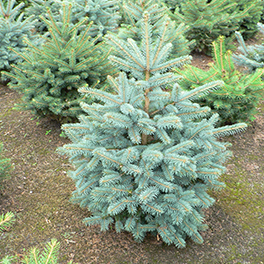 Pungens glauca kerstboom