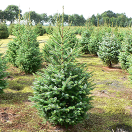 Picea omorika kerstboom